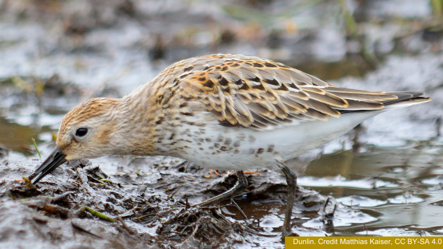 Dunlin. Credit Matthias Kaiser, CC BY-SA 4.0