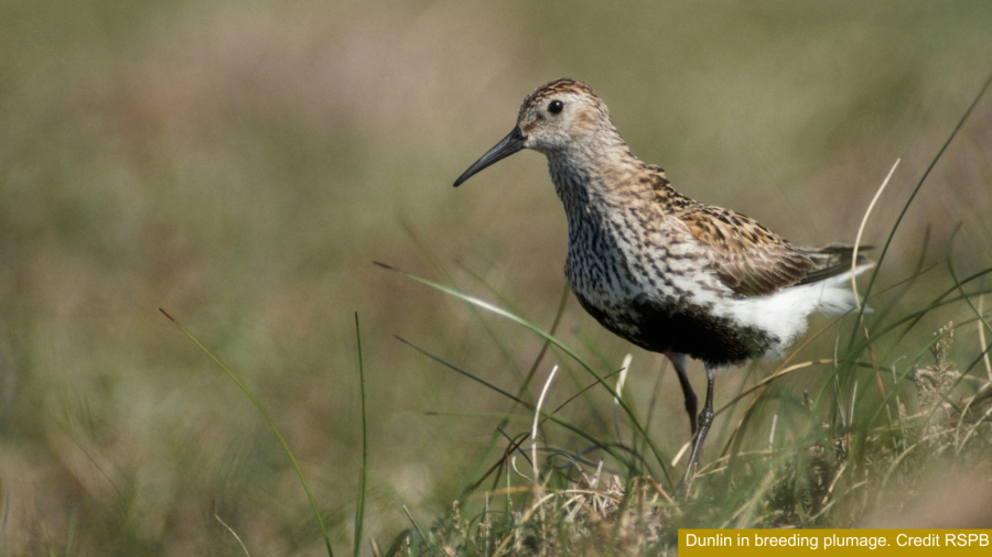 Dunlin in breeding plumage. Credit RSPB