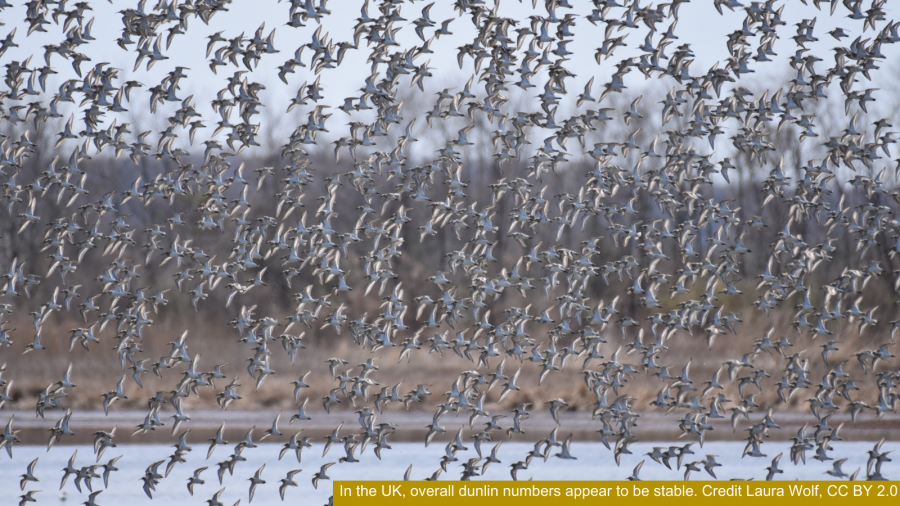 In the UK, overall dunlin numbers appear to be stable. Credit Laura Wolf, CC BY 2.0 