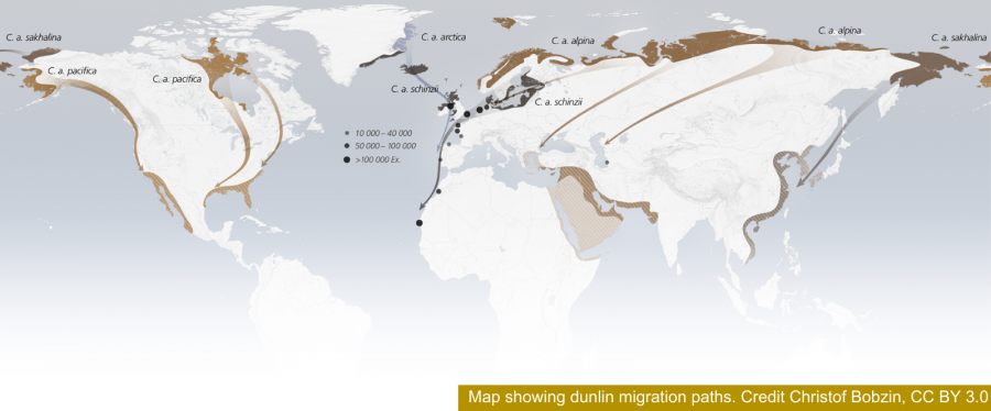 Map showing dunlin migration paths. Credit Christof Bobzin, CC BY 3.0 