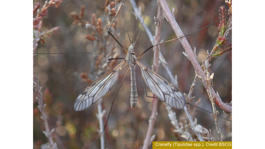 Cranefly (Tipulidae spp.). Credit BSCG