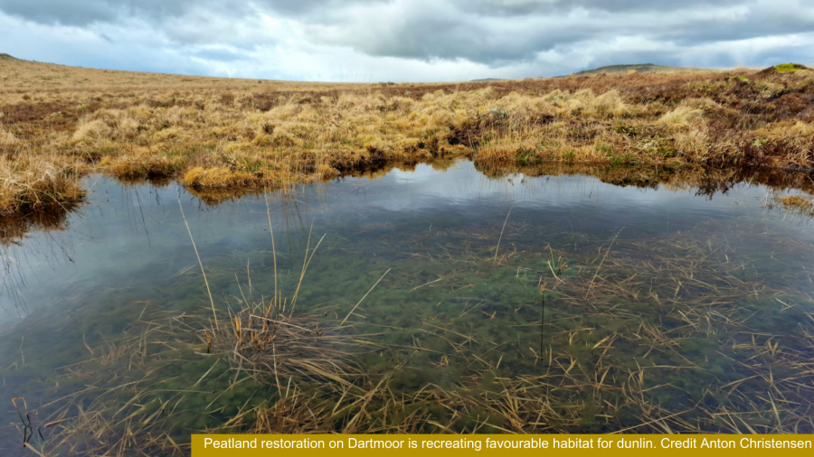 Peatland restoration on Dartmoor is recreating favourable habitat for dunlin. Credit Anton Christensen