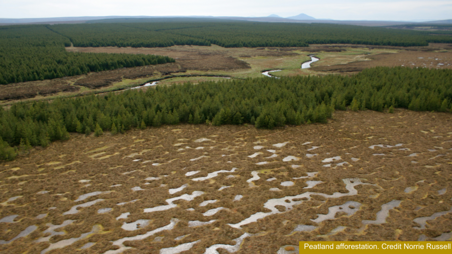 Peatland afforestation. Credit Norrie Russell