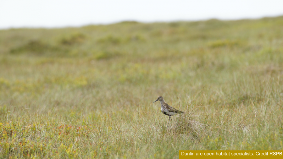 Dunlin are open habitat specialists. Credit RSPB