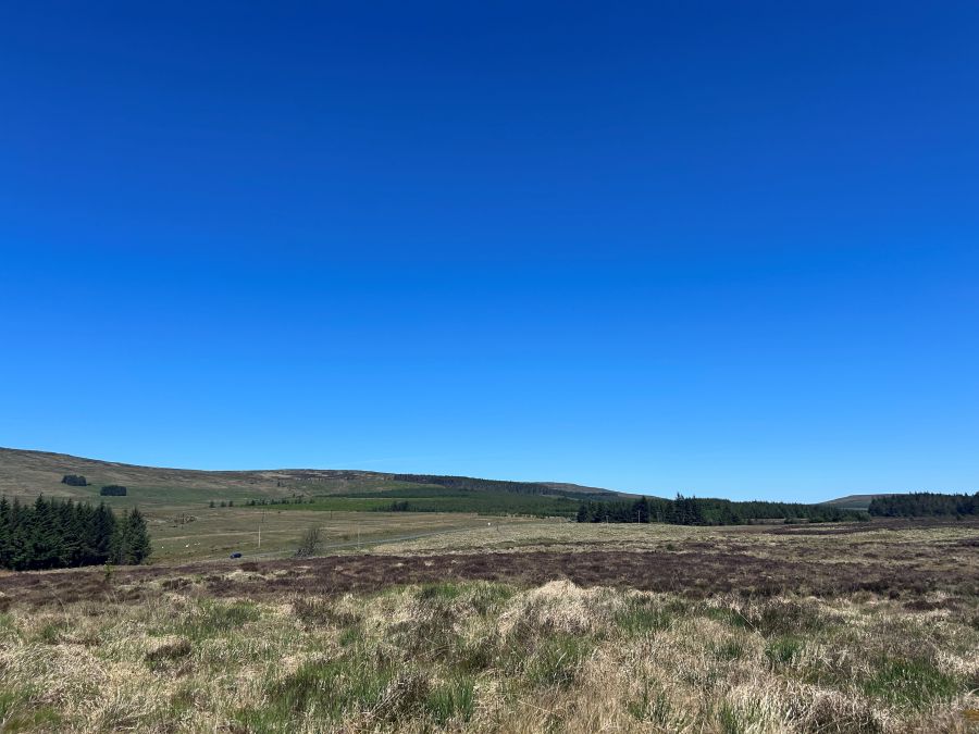 Raised bog with forestry plantation in the background
