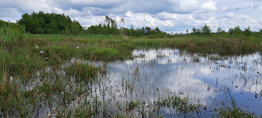 Large bog pool on Tattinafree Bog with trees in the background