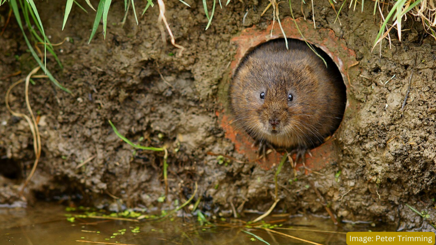 Water Vole sitting in entrance to riverbank burrow.