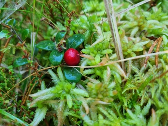 Abernethy bog woodland. Credit Emma Hinchliffe.