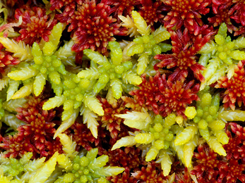 Sphagnum