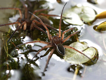 Large spider resting on the meniscus with two front legs raised.