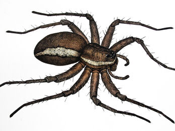 Detailed hand-tinted linocut of a large, brown, hairy spider with a cream stripe running down the side of the body.