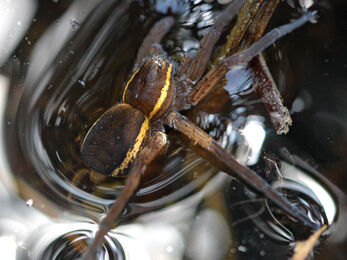 Species showcase: Fen raft spider | IUCN UK Peatland Programme