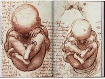 Double page spread from a notebook featuring detailed drawings of human foetuses with written notes alongside.