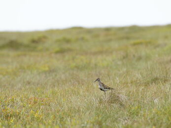 Dunlin stood in a moorland landscape.