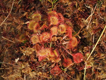 Round-leaved sundew plant growing amongst Sphagnum moss.
