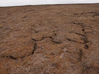 Dry, cracked peatland surface.