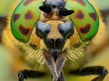 Close-up of a fly's face with bright green eyes covered in brown spots.