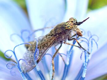 Fly with green and brown striped eyes and patterned wings resting on a blue flower.
