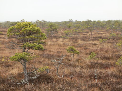 Bog woodland | IUCN UK Peatland Programme