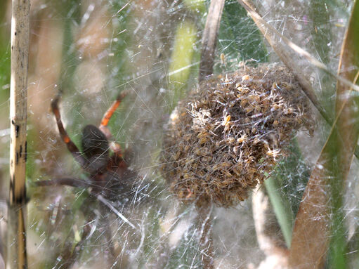 Species showcase: Fen raft spider | IUCN UK Peatland Programme