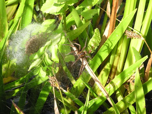 Species showcase: Fen raft spider | IUCN UK Peatland Programme