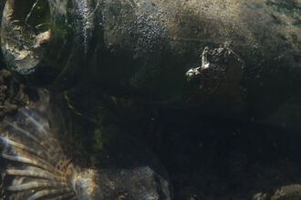 Freshwater fish | IUCN UK Peatland Programme