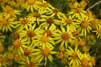 Common Ragwort