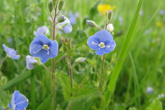 Germander Speedwell