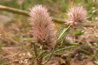 Hare's-foot Clover