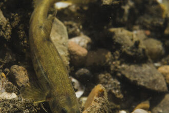 Freshwater fish | IUCN UK Peatland Programme