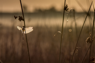 A dragonfly sits on a plant stem with the sunset behind