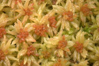 Sphagnum palustre