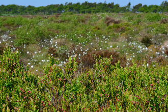 Image of green vegetation including cowberry plants