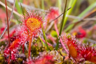 Red and yellow sundew against green vegetation