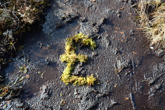Pound sign made out of sphagnum moss