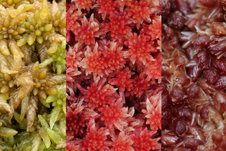 Three types of sphagnum moss - green, red and purple