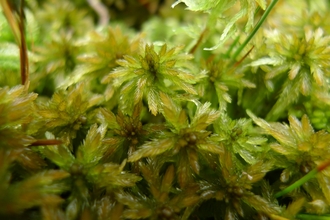 Close up of green sphagnum moss