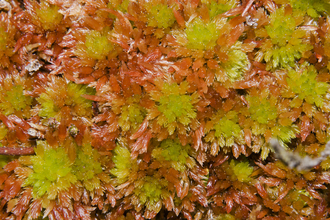 Red and green sphagnum moss