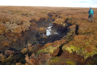 A person walks past an eroding gully on brown coloured peatland