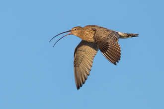 Curlew flying in a blue sky