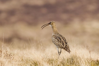 Curlew standing in short grass