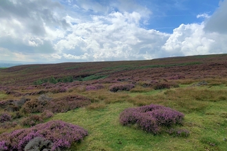 Heather in flower at Cuthbert’s Moor nature reserve