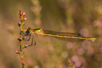 An emerald damselfly perched on a sprig of heather