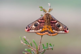 Emperor moth on crossed-leaved heath. A fluffy, grey-brown, with large feathery antennae and big peacock-like eyespots on all four wings and pinky-red markings at the wingtips.