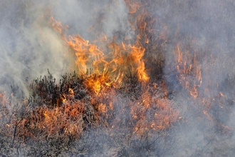 Close-up of heather scrub on fire.