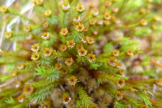 Small yellow flowers at the end of green vegetation