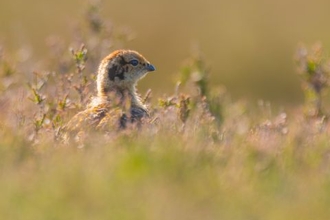 Red grouse chick hiding among heather.
