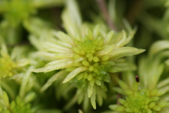 Close up of green sphagnum moss