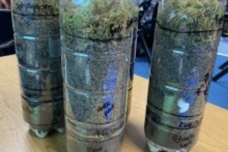 Three plastic bottles on a table. The bottom of the bottle is filled with peat with a layer of sphagnum moss on the top to represent a mini bog in a bottle.