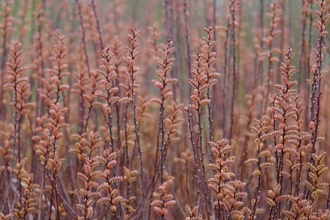 Close up of bog myrtle
